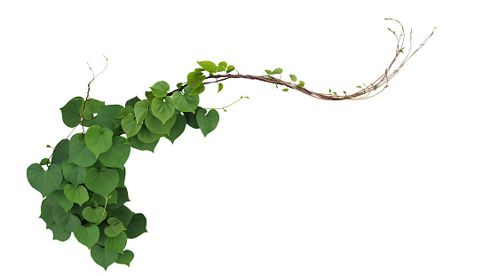 Heart shaped green leaves of Obscure morning glory (Ipomoea obscura) climbing vine plant isolated on white background, clipping path included.