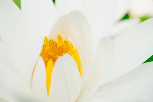 istock Lotus with yellow stamen 814965696