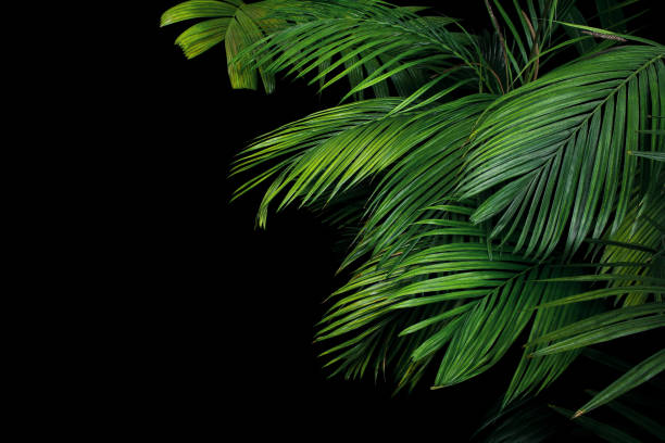 Palm leaves, the tropical plant growing in wild on black background. Palm leaves, the tropical plant growing in wild on black background. ornamental garden palm tree bush flower stock pictures, royalty-free photos & images