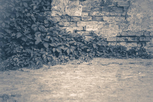 Old vintage photo. Wall brick ivy twisted copy spase copy space