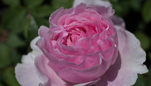 istock Beautiful colorful Rose Flower 814968798