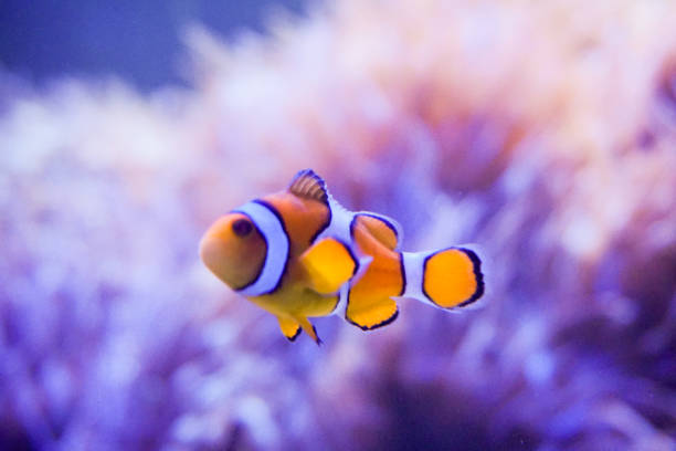 istock Cartoon fish near sea anemone 814969570