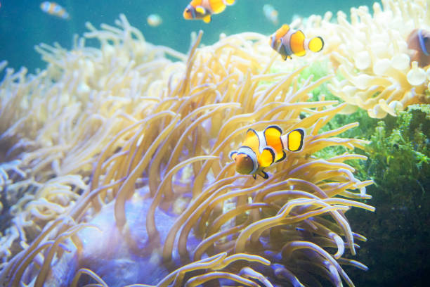 istock Cartoon fish near sea anemone 814969622