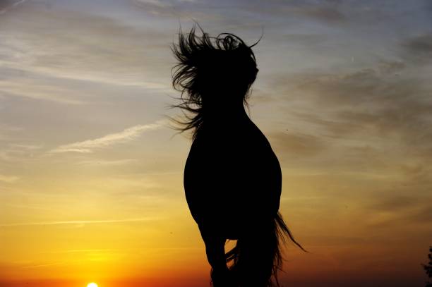 istock Horse couple 814971344