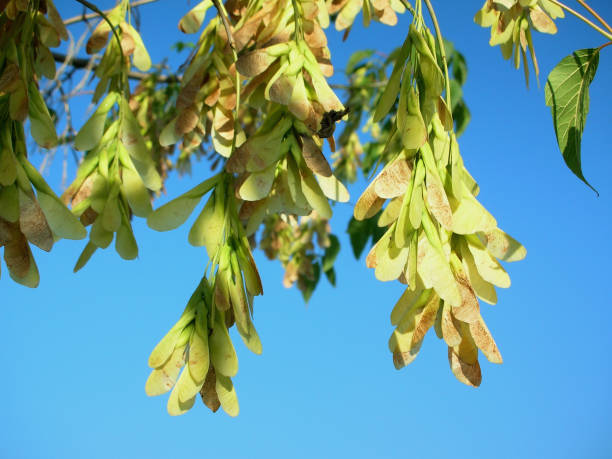 istock Closeup of maple seeds on a branch against the blue sky 814972712