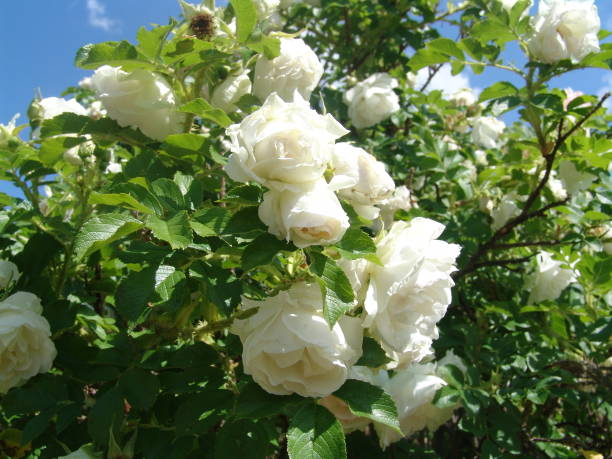 istock White roses bush in the garden 814973050