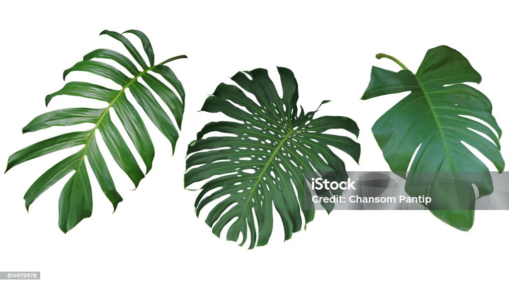 Tropical leaves set isolated on white background, clipping path included. Green leaves of Philodendron, Monstera, and Pothos the evergreen vine plant. Tropical leaves set isolated on white background, clipping path included. Green leaves of Philodendron, Monstera, and Pothos the evergreen vine exotic plant. Rainforest Stock Photo