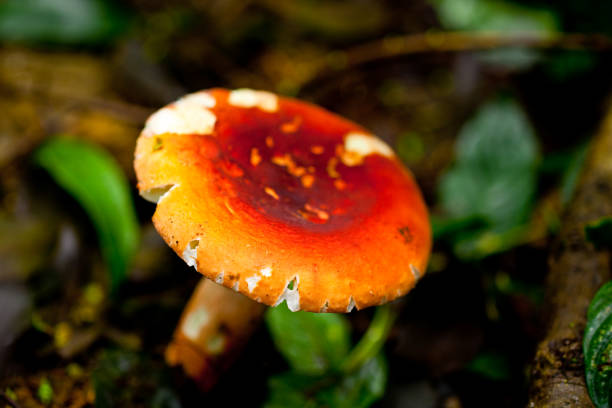 Russula emetica,red mushroom in Thailand stock photo