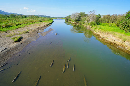 Top view from bridge of many big crocodiles in shallow water  of River Tarcoles, waiting for prey. This is detail from safari tour boat on river Tarcoles in Puntarenas Province close to the Pacific Ocean in Costa Rica. The Tarcoles river is famous for big crocodiles and a lot of different birds in their natural environment.
