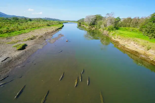 Photo of Crocodiles in shallow water of River Tarcoles, Costa Rica