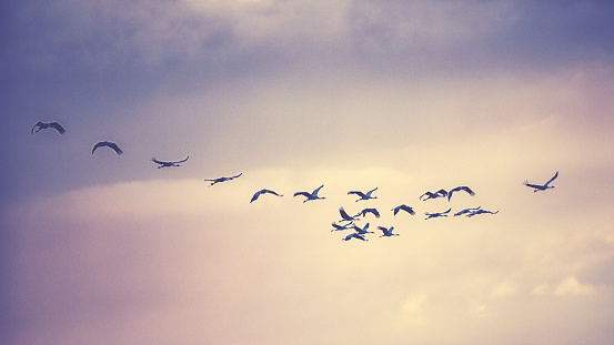 Group of Common crane ( Grus Grus) in the cloudy sky above
