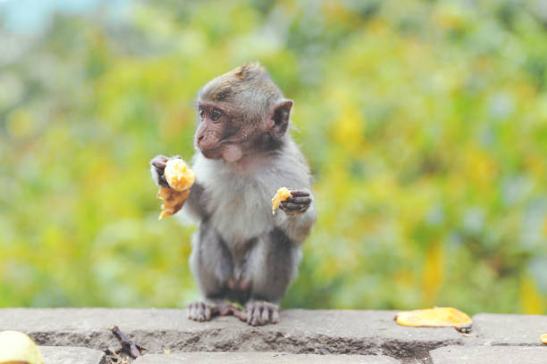 Close up a small Balinese monkey eating banana