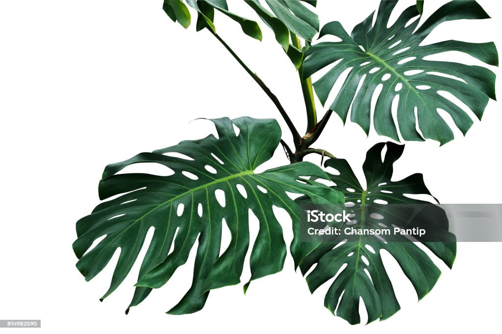 Dark green leaves of monstera or split-leaf philodendron (Monstera deliciosa) the tropical foliage plant growing in wild isolated on white background, clipping path included. Flower Stock Photo