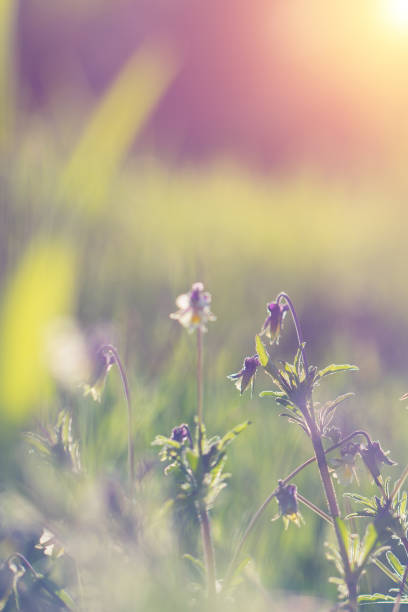 istock Spring background with beautiful violet flowers. 814983226