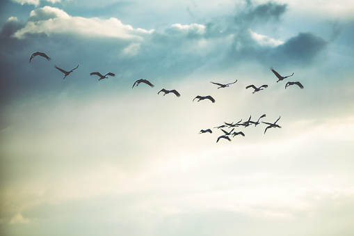 Group of Common crane ( Grus Grus) in the cloudy sky above