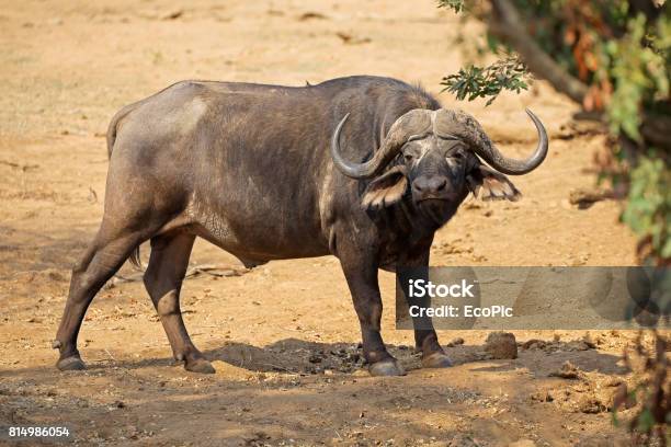 Основные враги африканского буйвола: кто его угрожает?