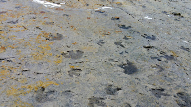 dinosaur ridge, colorado, stati uniti - dinosaur footprint track fossil foto e immagini stock