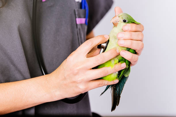 istock Veterinarian doctor is making a check up of a kramer parrot. 814989076