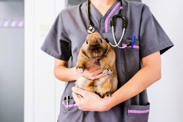 istock Veterinarian doctor is making a check up of a rabbit. 814989078