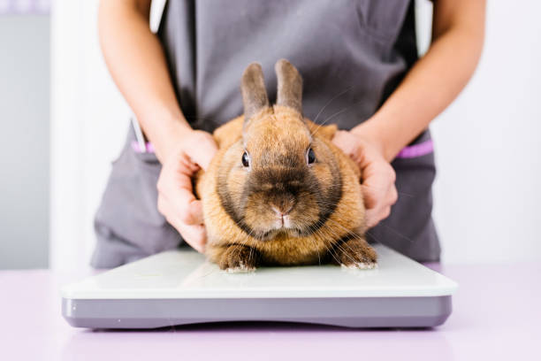 istock Veterinarian doctor is making a check up of a rabbit. 814989082