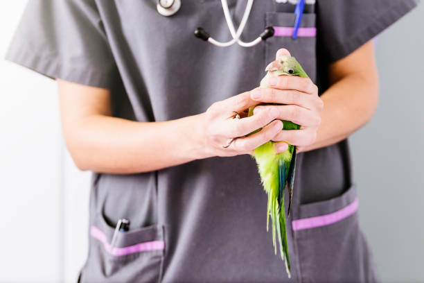 istock Veterinarian doctor is making a check up of a kramer parrot. 814989084
