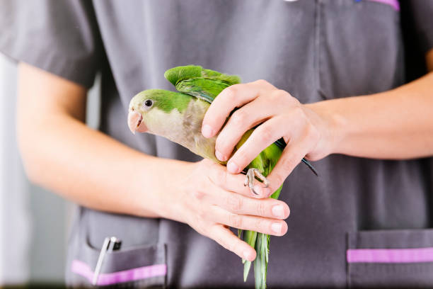 istock Veterinarian doctor is making a check up of a kramer parrot. 814989092
