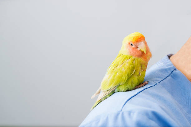 istock Veterinarian doctor is making a check up of a kramer parrot. 814989096