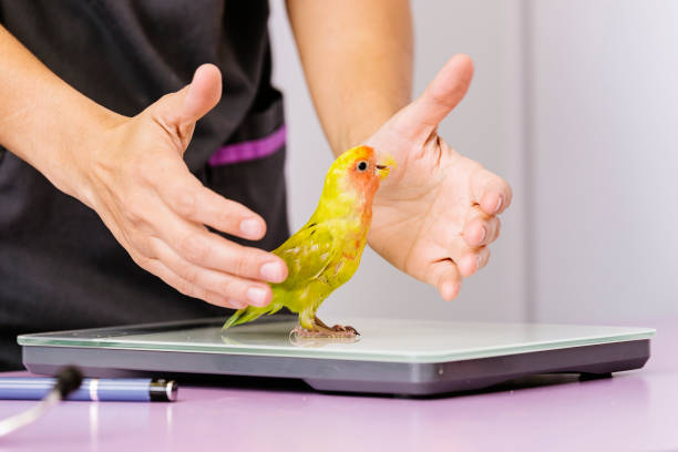 istock Veterinarian doctor is making a check up of a kramer parrot. 814989102