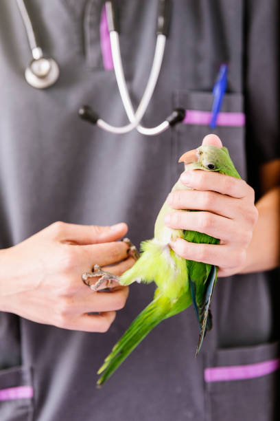 istock Veterinarian doctor is making a check up of a kramer parrot. 814989222