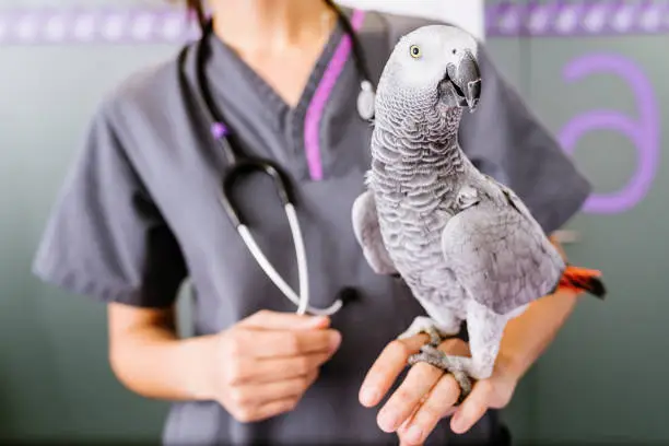 Photo of Veterinarian doctor is making a check up of a parrot.