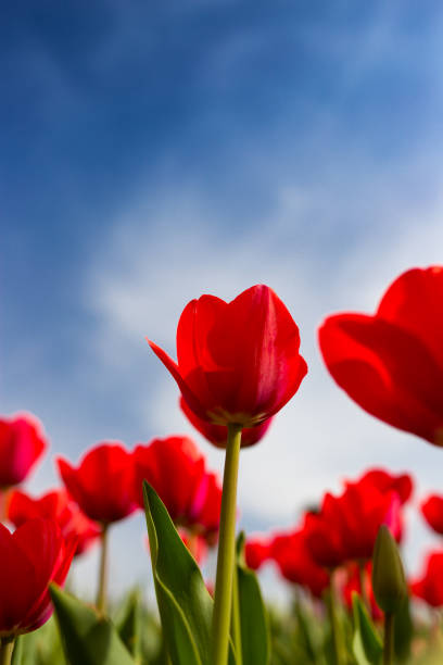istock Red tulips against the blue sky in the nature 814992988