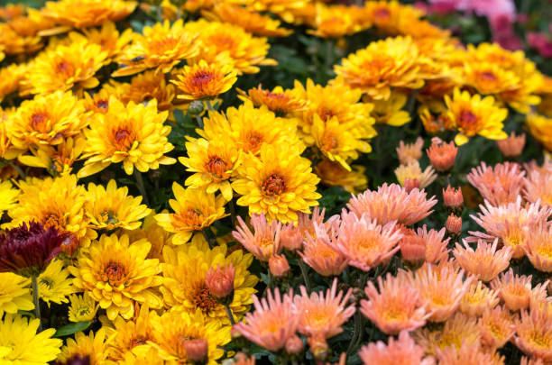 istock Beautiful flowers of chrysanthemums 815000358