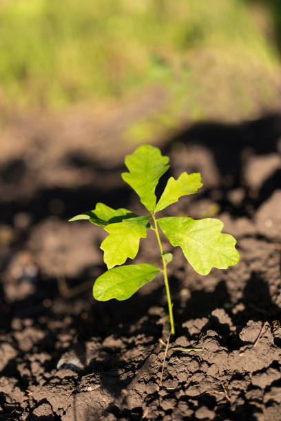 Oak tree sprout with rich green leaves on soil background. Ecology and forest saving concept. Vertical orientation.