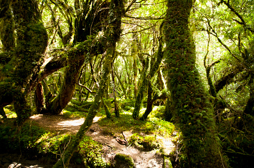 Enchanted bosque-Queulat Parque Nacional-Chile photo