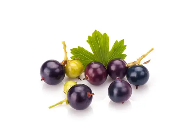 Blackcurrant in closeup isolated on white background.