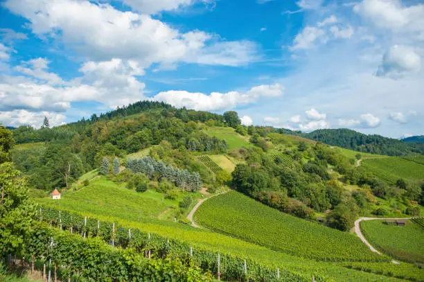 Vineyard near Gengenbach in the Black Forest