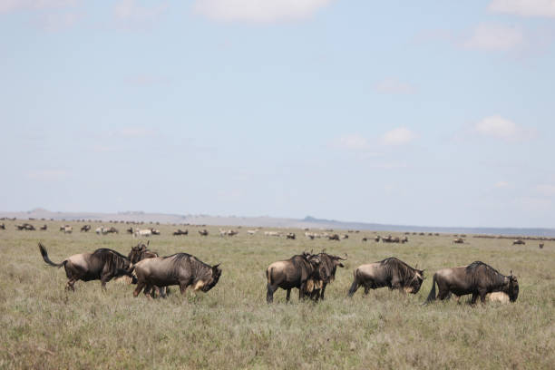 istock Wildebeest Wild Antelope Gnu in African Botswana savannah 815021510