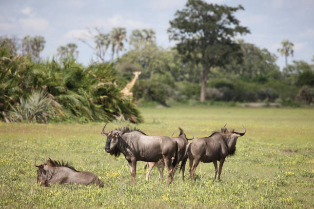istock Wildebeest Wild Antelope Gnu in African Botswana savannah 815021558