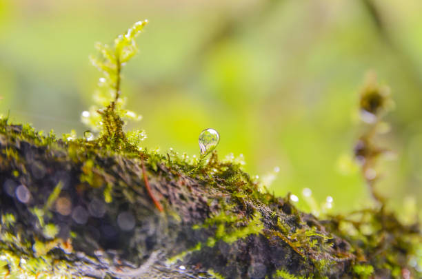 Moss in natural forest with a beautiful environment.