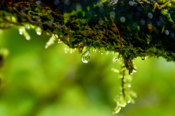 Muschio e goccioline in natura - foto stock