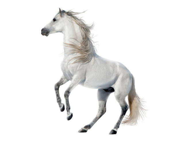 white rearing andalusian stallion isolated on white white rearing andalusian stallion isolated on white stallion photos stock pictures, royalty-free photos & images