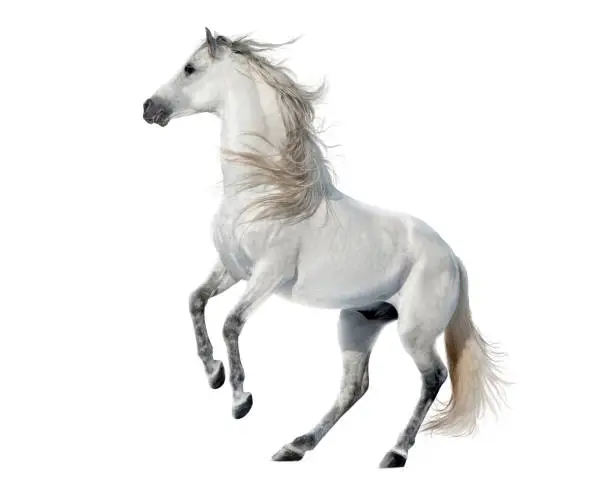 Photo of white rearing andalusian stallion isolated on white