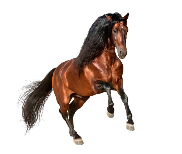 istock bay andalusian horse galloping isolated on white background 815025564