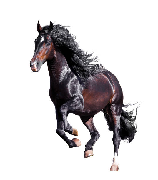 istock dark bay andalusian stallion runs free isolated on white 815025632