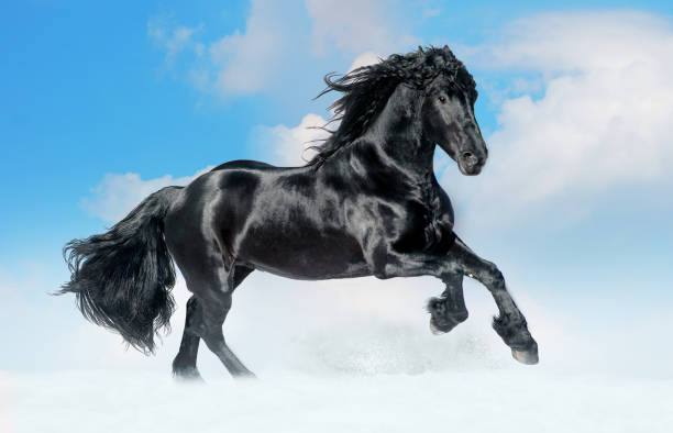 istock bay lusitano horse in winter field 815025840