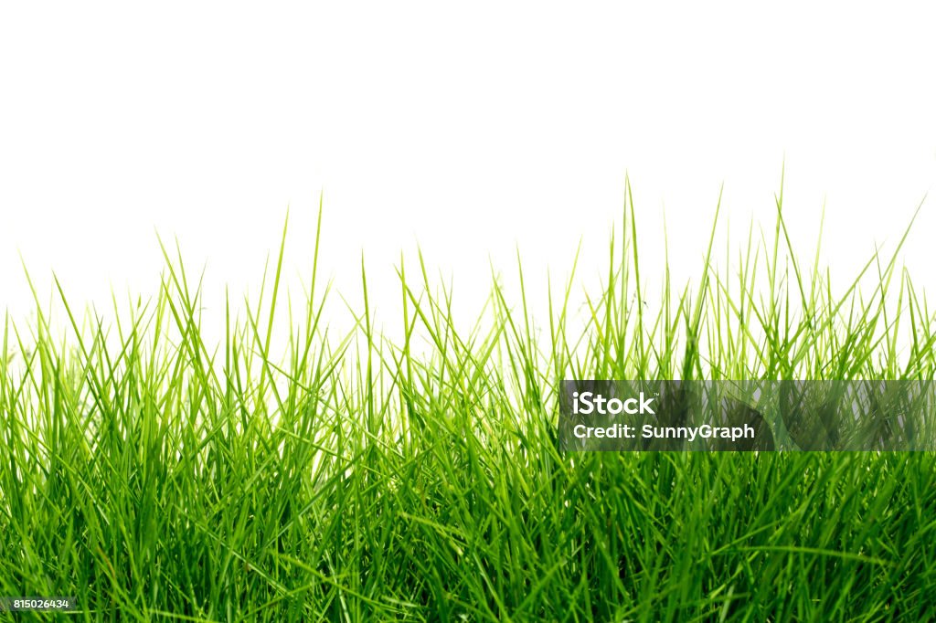 Grüne Gras Hintergrund  - Lizenzfrei Gras Stock-Foto