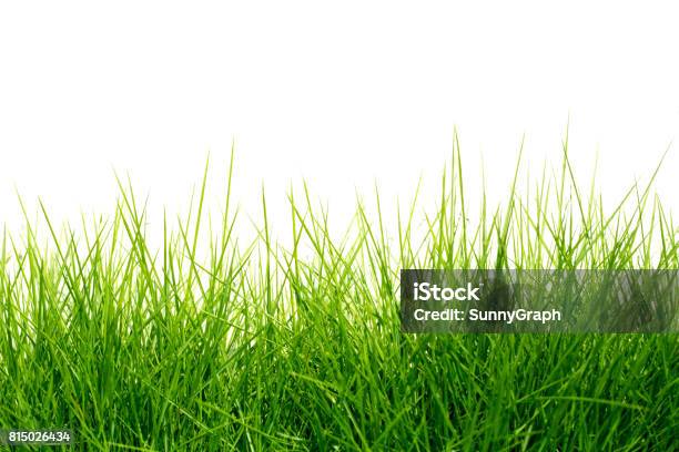 Grüne Gras Hintergrund Stockfoto und mehr Bilder von Gras - Gras, Weißer Hintergrund, Freisteller – Neutraler Hintergrund