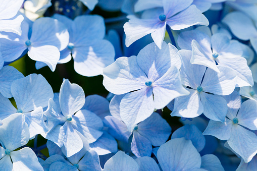 Close-up Shot of beautiful blue flowers.