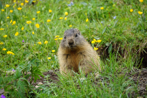 istock Alpine marmot in the natural environment. Dolomites. 815028832