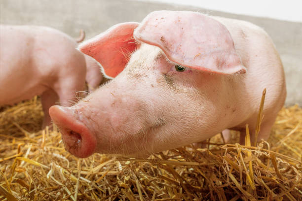 istock A little, nosy piglet in a straw covered pigsty. 815032498